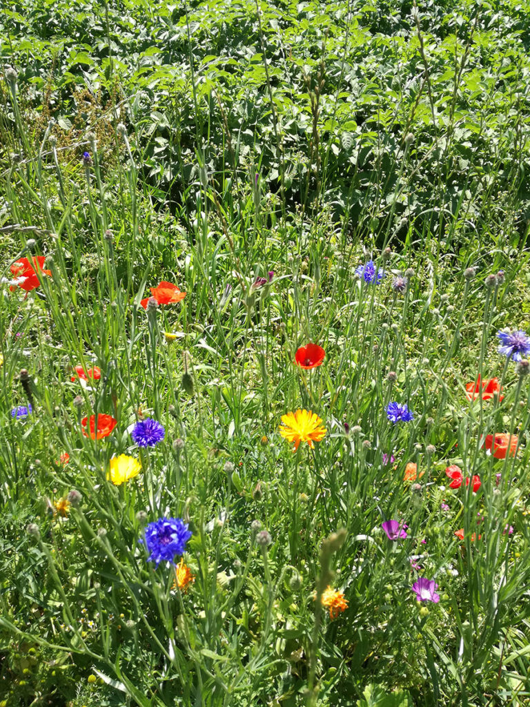 Hof Holberg Blumenwiese