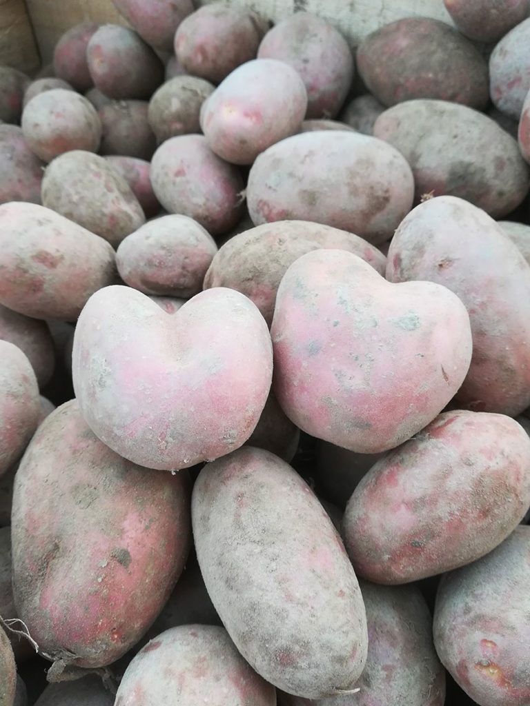 Ein Herz für unsere bunten Kartoffeln