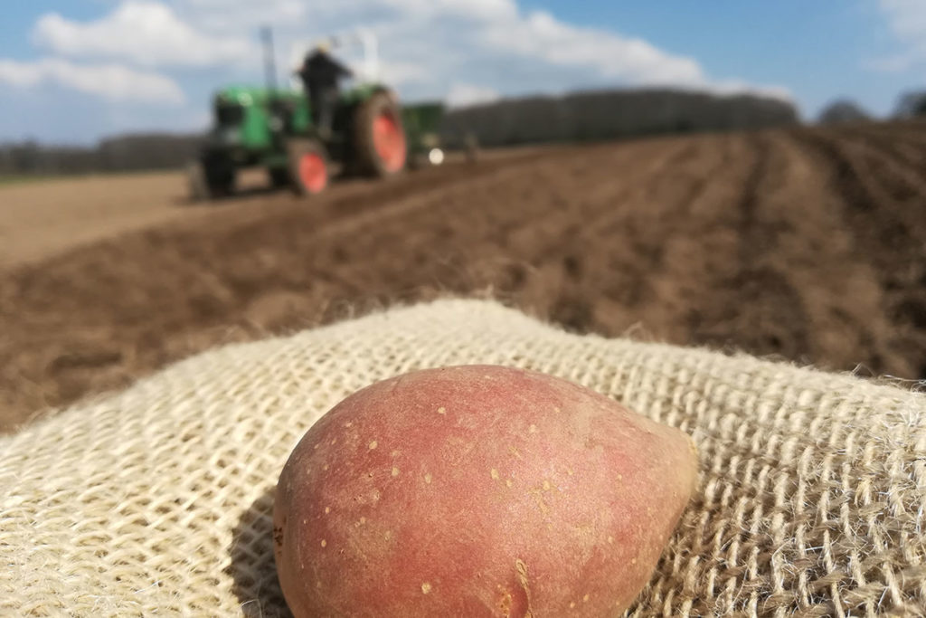 Die Geschichte der Kartoffel begann vor 2000 Jahren