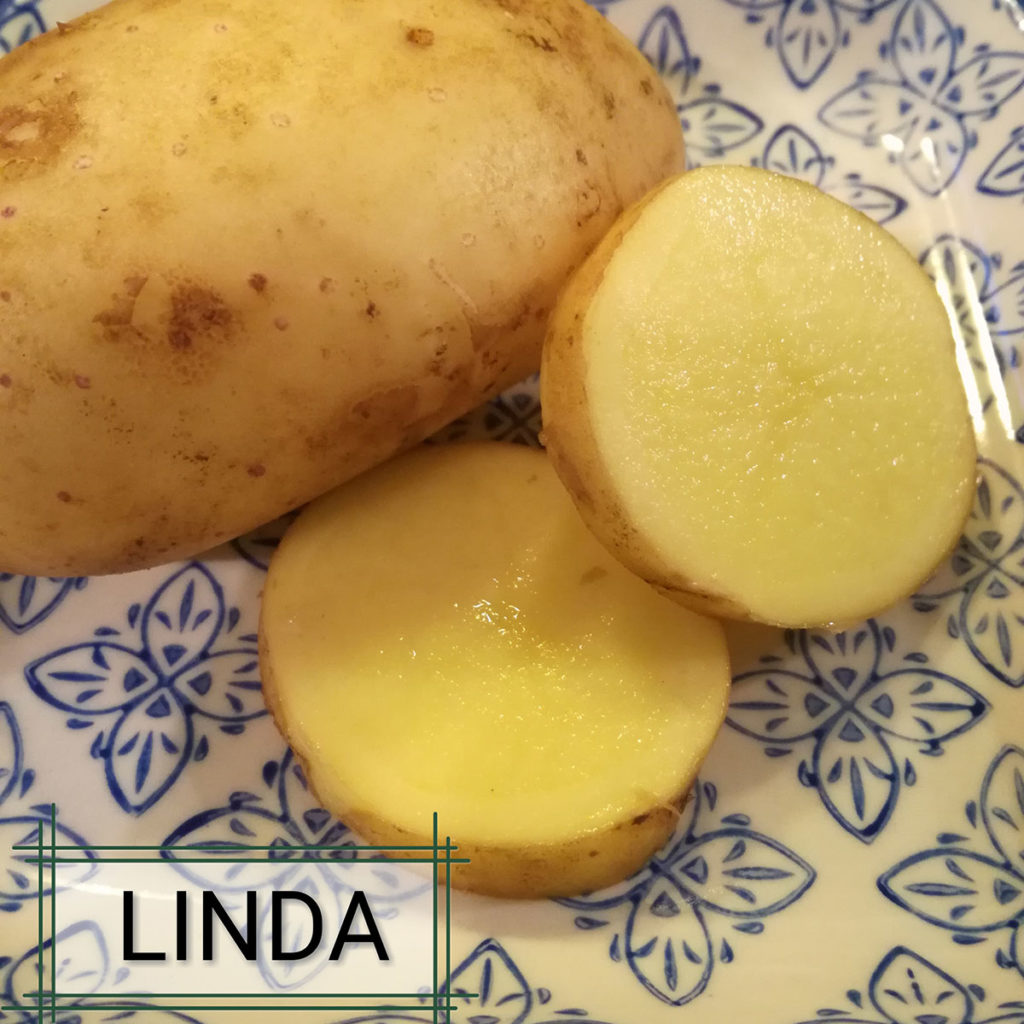 Eine der bunten Kartoffeln auf Hof Holberg ist die Linda