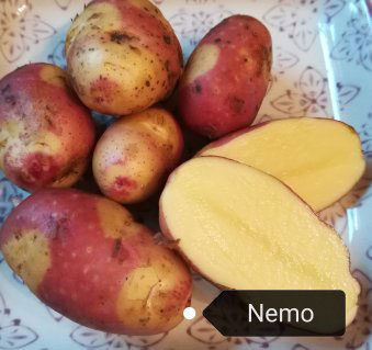 Nemo ist eine zweifarbige bunte Kartoffel von Hof Holberg